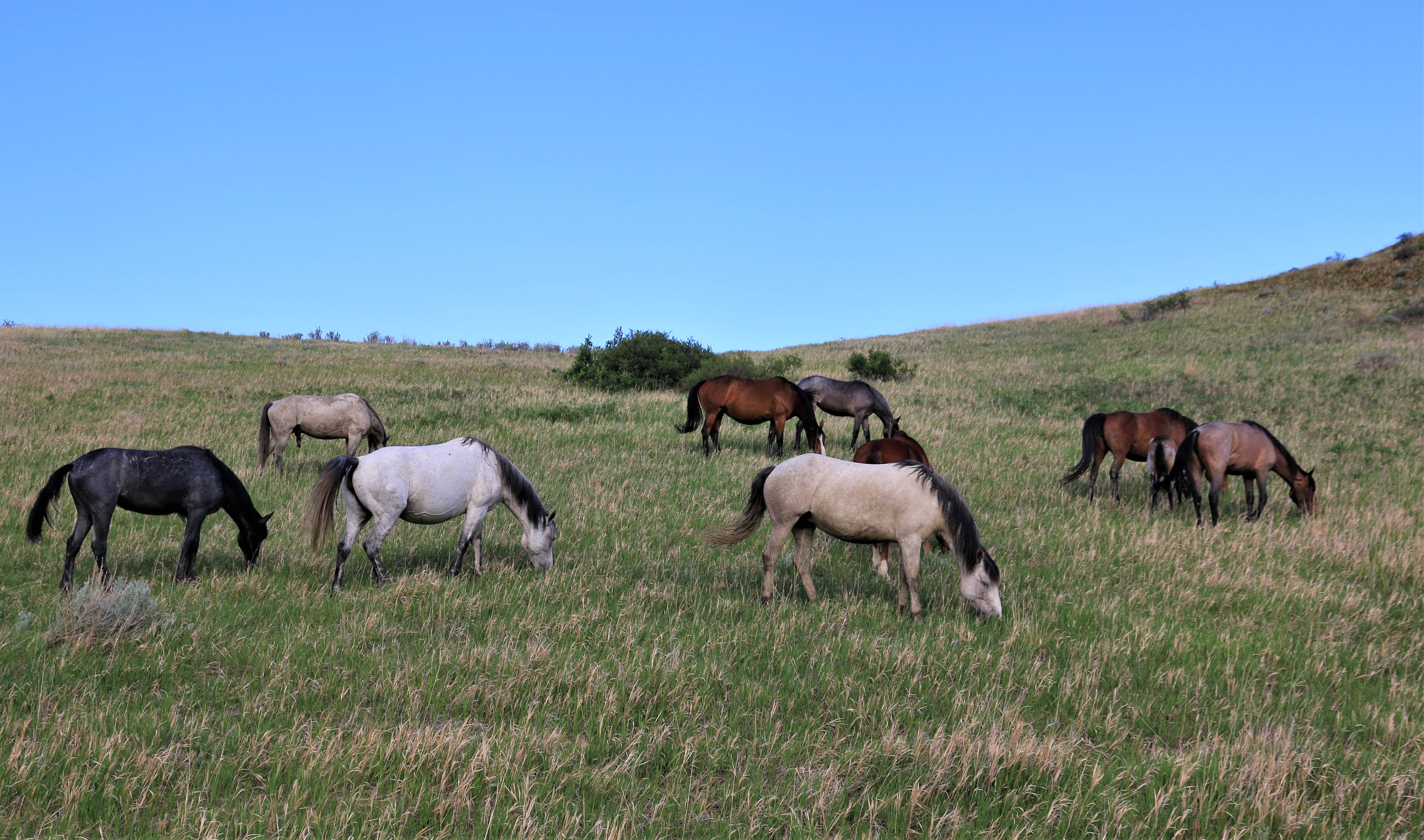 Theodore Roosevelt NP